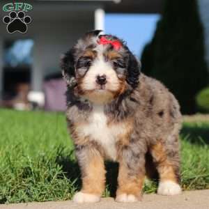 Fern, Mini Bernedoodle Puppy